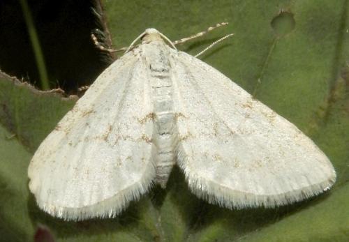 Mesotype verberata